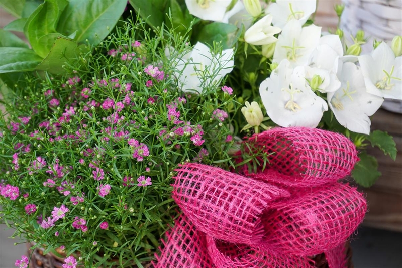 Arkenau - Ihr Gartencenter in Delmenhorst