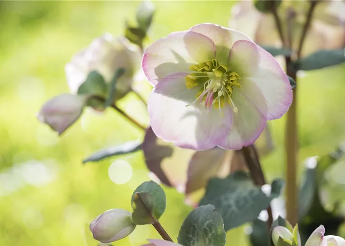 Fleur primeur - zarte Frühlingsgrüße aus dem Blumengarten