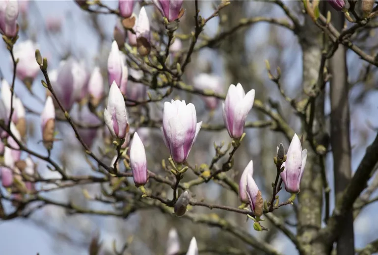 Magnolia x soulangiana 'Heaven Scent'