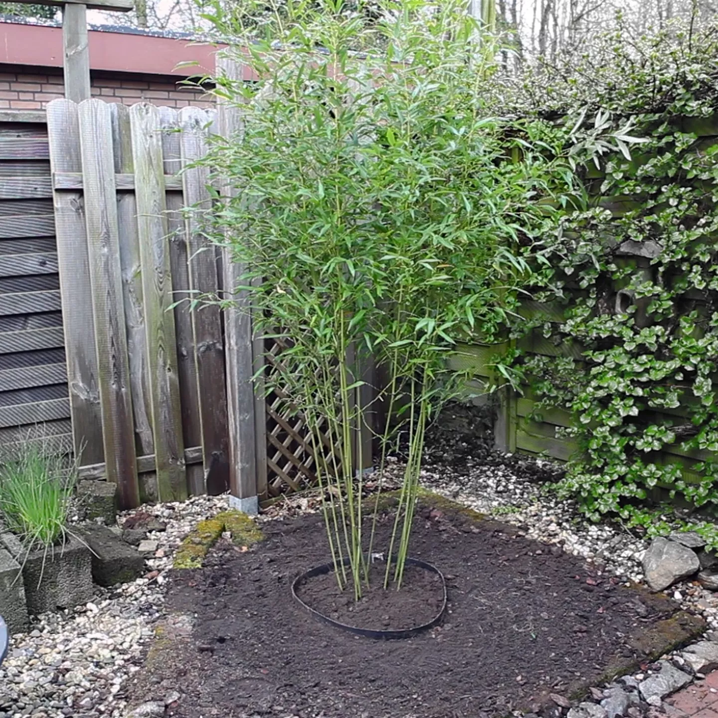 Bambus - Einpflanzen im Garten Bambus - Einpflanzen im Garten