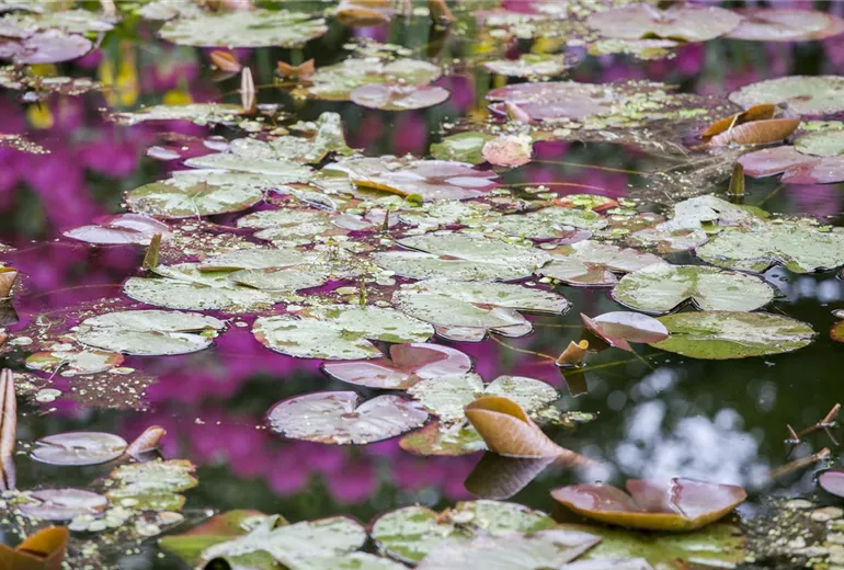 Nymphaea