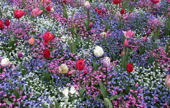 Die Frühblüher – Stars und Sternchen im Frühling Die Frühblüher – Stars und Sternchen im Frühling