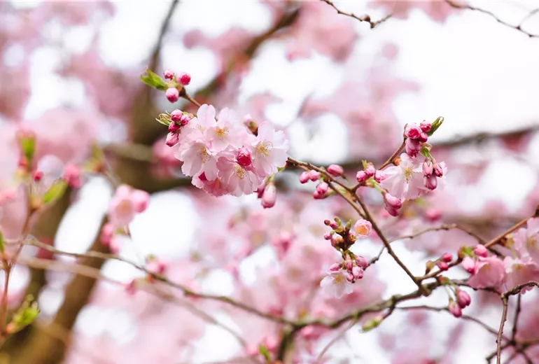 Prunus subhirtella 'Accolade'