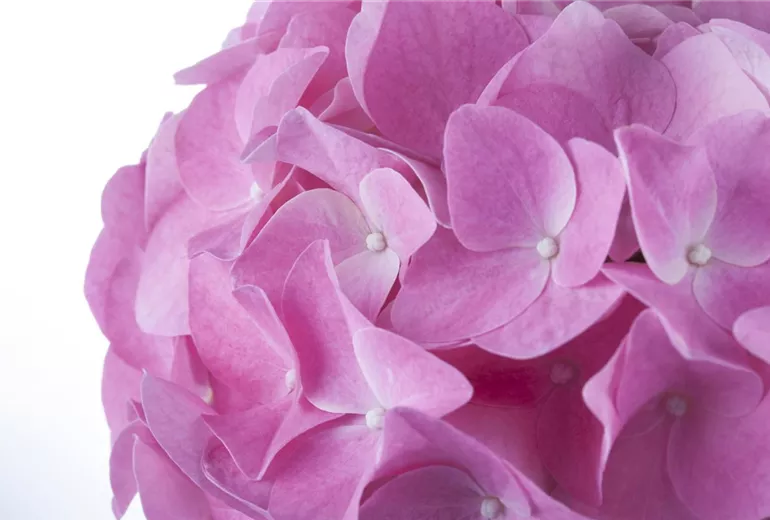 Hydrangea macrophylla, rosa