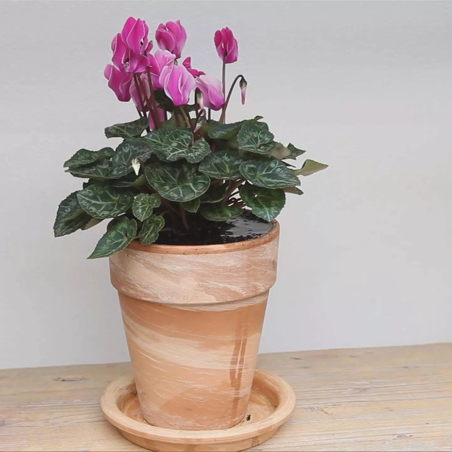 Alpenveilchen - Einpflanzen in ein Gefäß Alpenveilchen - Einpflanzen in ein Gefäß