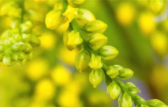 Goldtröpfchen - Einpflanzen im Garten