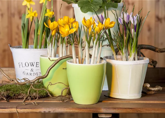 Frühling auf dem Balkon geht ohne bunte Blumen gar nicht