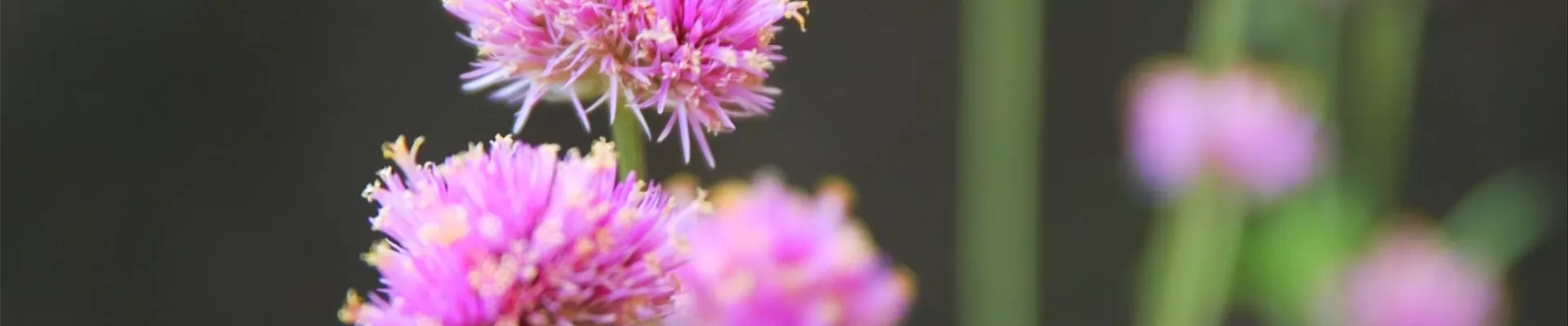 Echter Kugelamarant - Einpflanzen im Garten (Thumbnail)