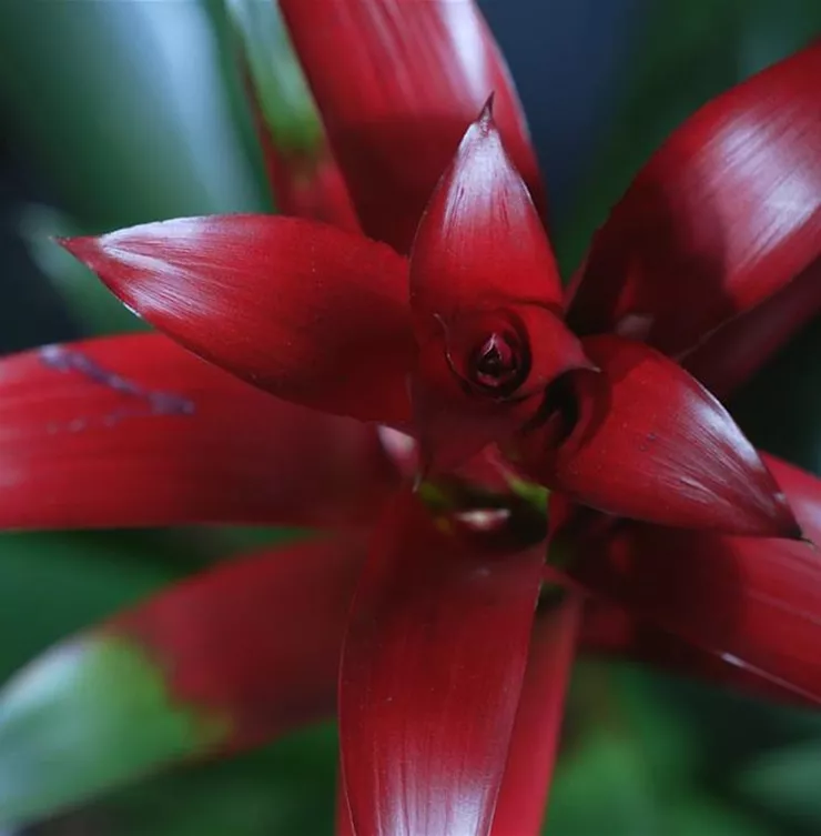 Bromelie (rot) - Umtopfen