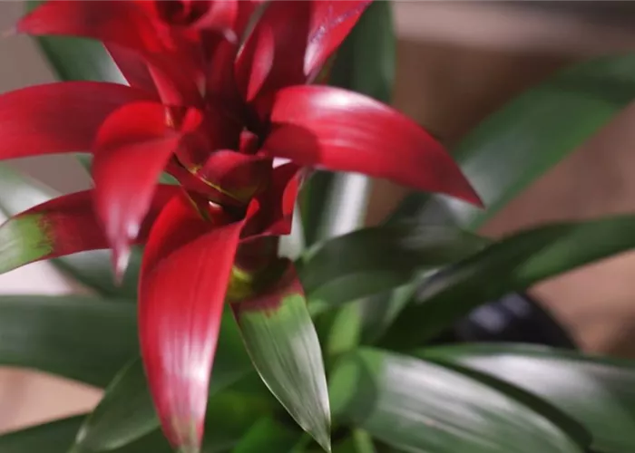 Zimmerpflanzenportrait - Bromelie