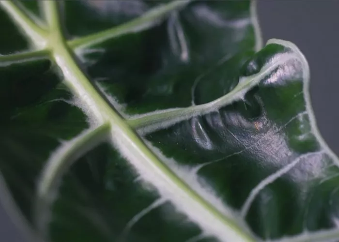 Zimmerpflanzenportrait - Pfeilblatt