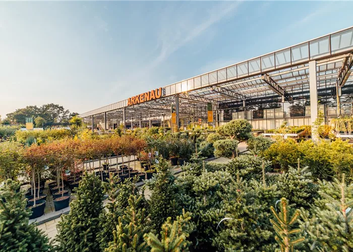 Baumschule Baumschule