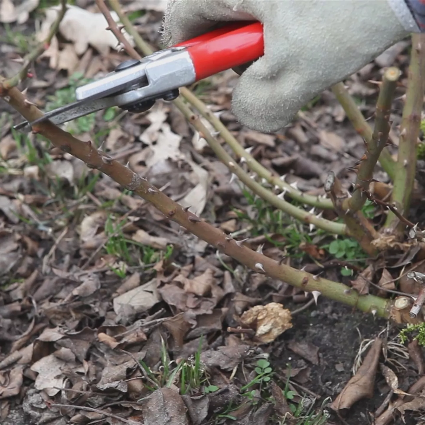 Beetrosen - Zurückschneiden im Frühling