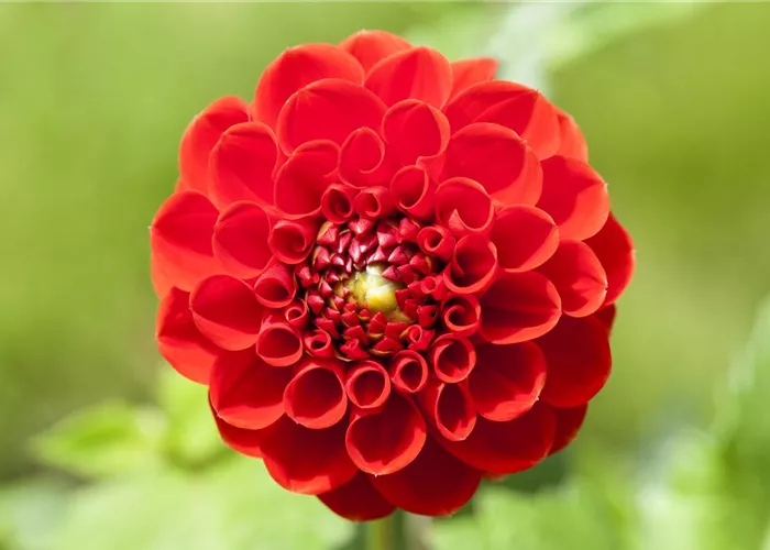 Dahlien – Blütenzauber im Sommer