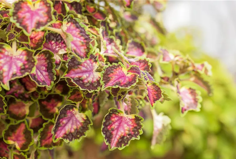 Coleus blumei 'Great Falls Angel'