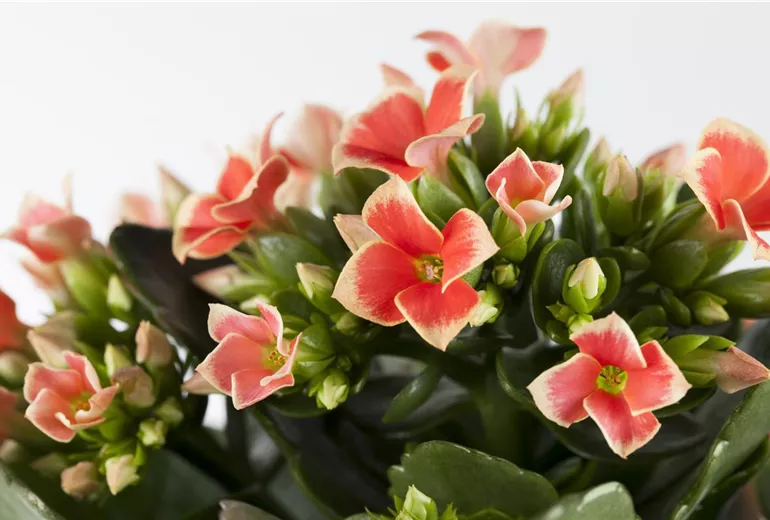 Kalanchoe