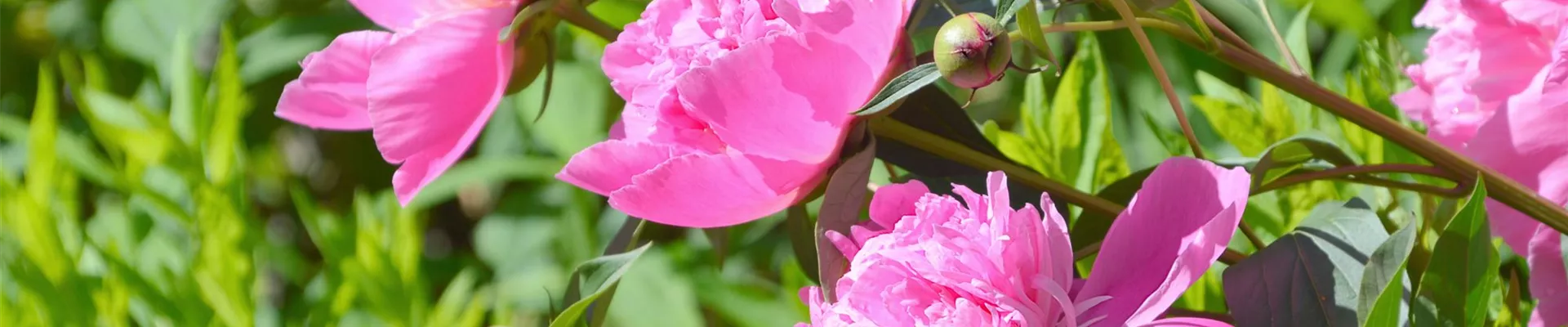 bright-pink-peonies-against-green-grass-0-70-3008-1692 bright-pink-peonies-against-green-grass-0-70-3008-1692
