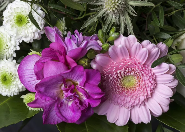 Freesien – unschuldige Schönheit für Beet und Vase