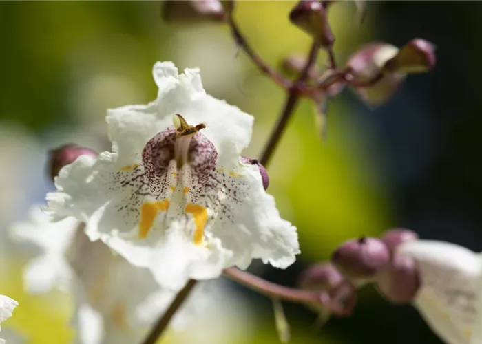 Exoten sorgen für besondere Hingucker im Garten