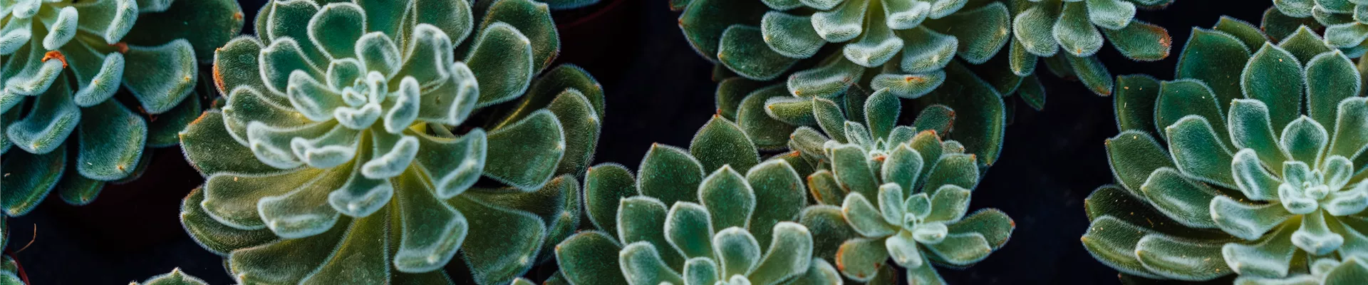 Arkenau Fotos - Homepage - 019