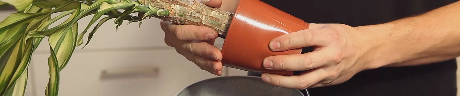 Drachenbaum - Einpflanzen in ein Gefäß (thumbnail)