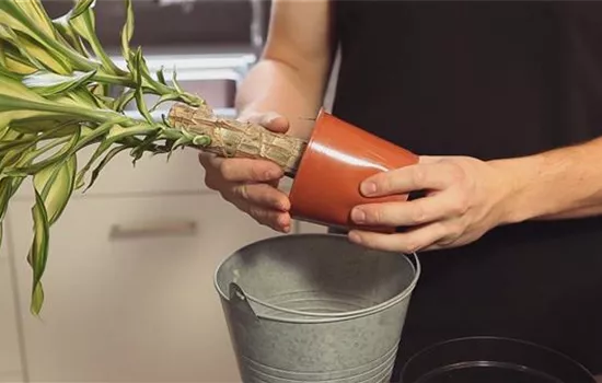 Drachenbaum - Einpflanzen in ein Gefäß