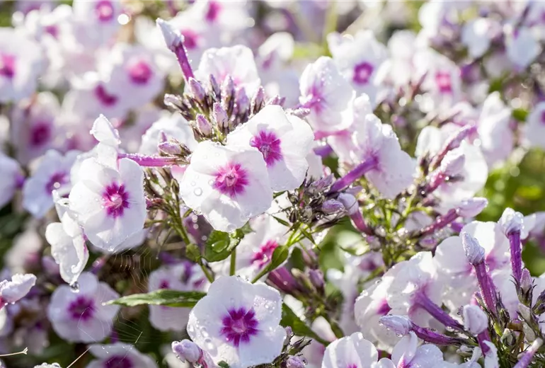 Phlox paniculata 'Bright Eyes'