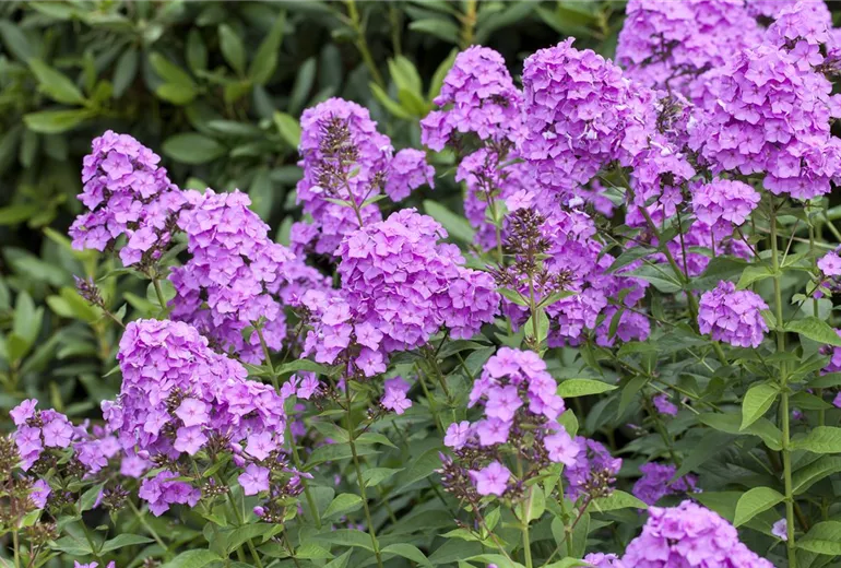 Phlox paniculata