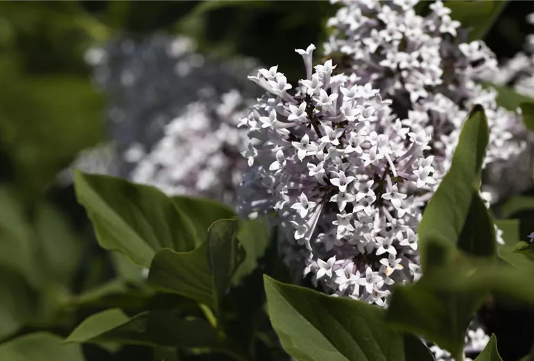 Syringa meyeri 'Palibin'