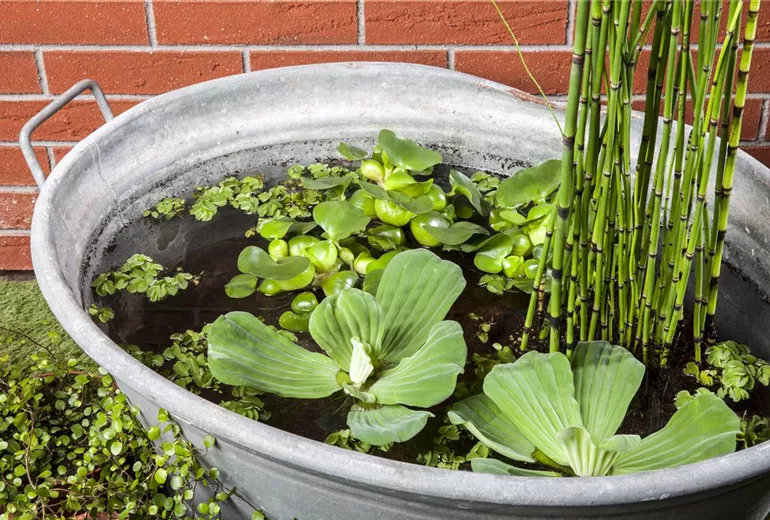 Pistia stratiotes