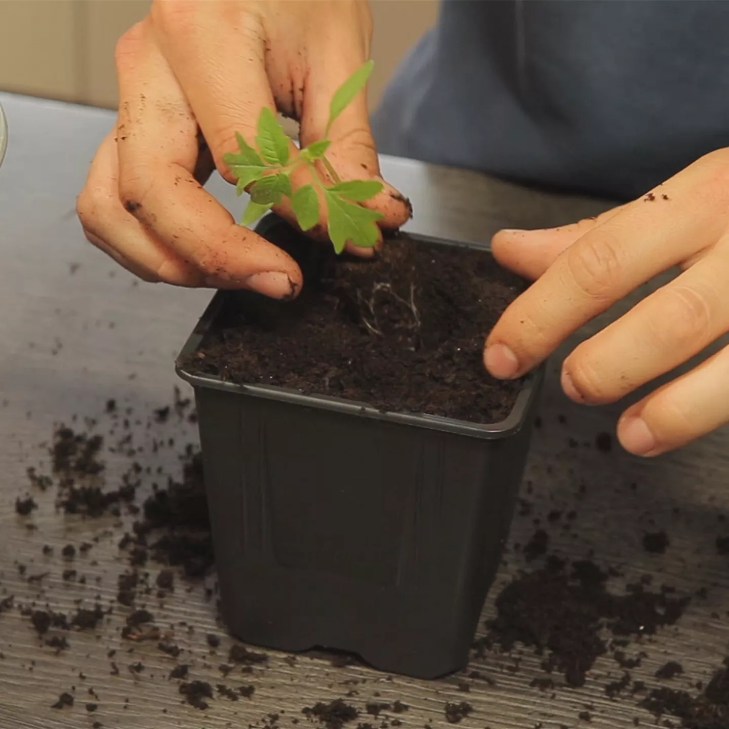 Tomaten - Umtopfen der Anzucht