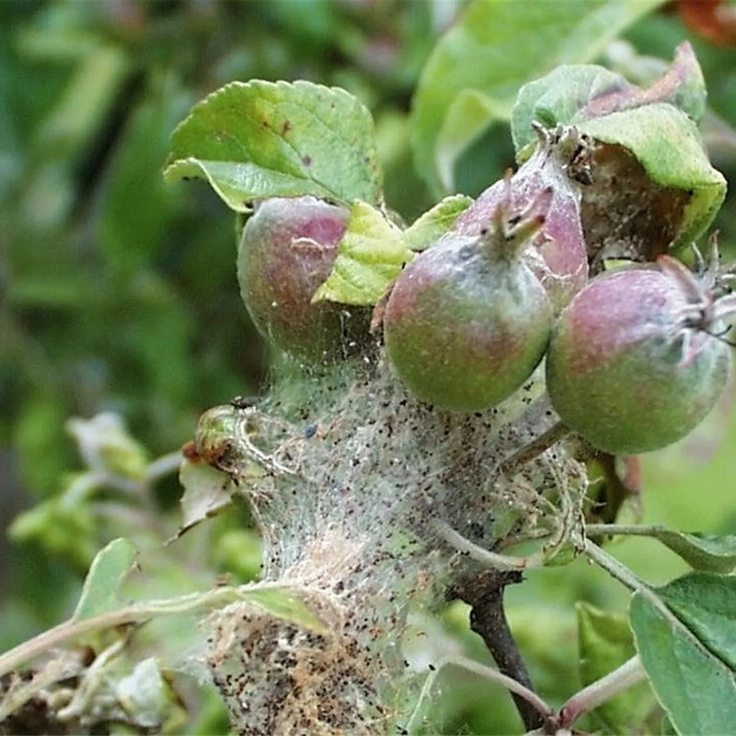 Apfelbaumgespinstmotte 