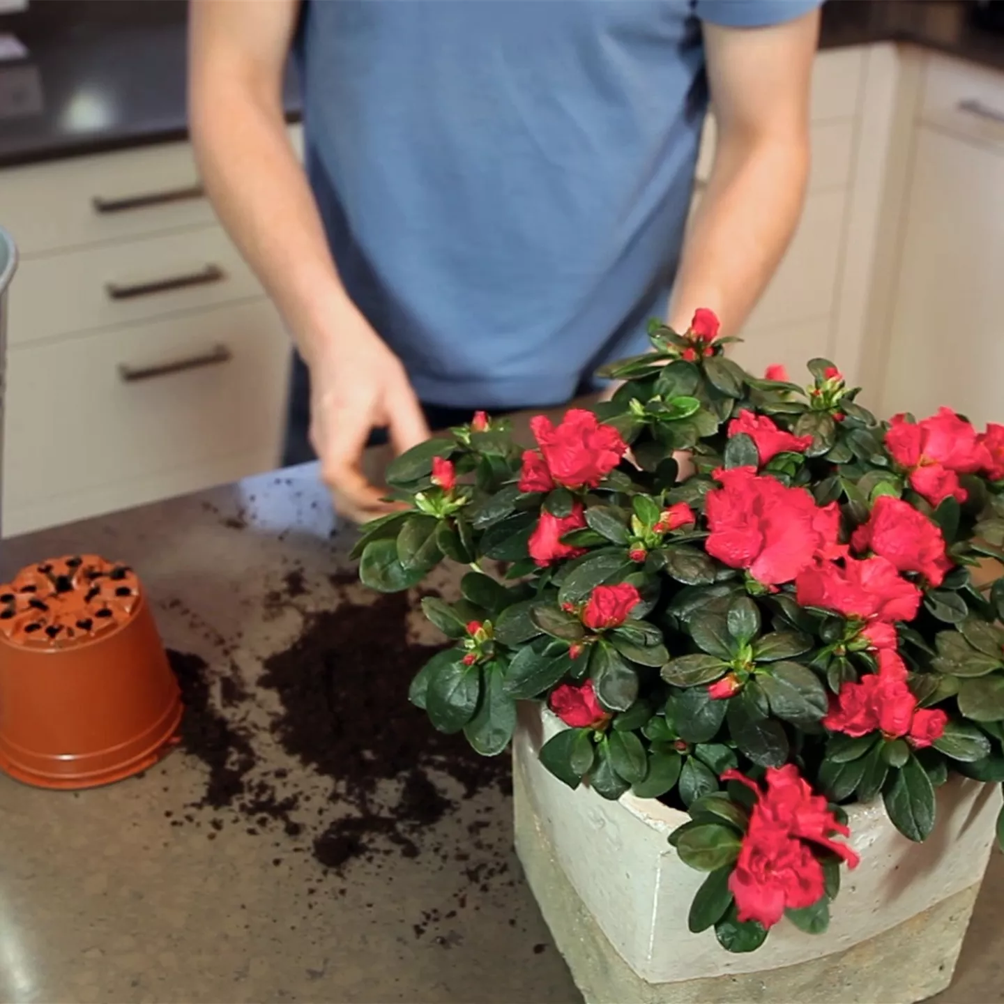 Azalee - Einpflanzen in ein Gefäß Azalee - Einpflanzen in ein Gefäß