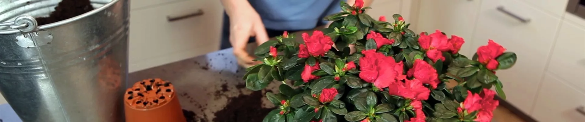 Azalee - Einpflanzen in ein Gefäß (thumbnail)