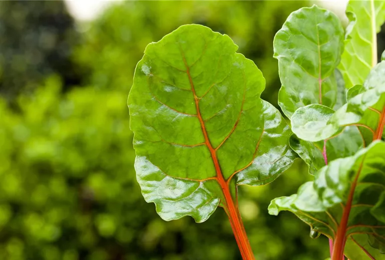 Beta vulgaris var. cicla