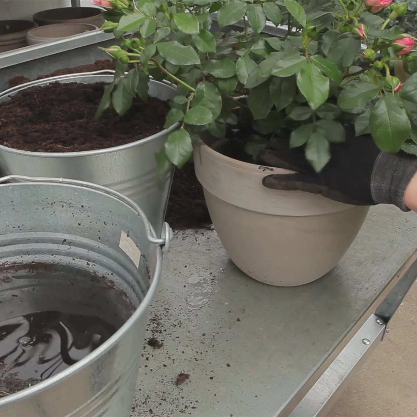 Rosen - Einpflanzen in ein Gefäß Rosen - Einpflanzen in ein Gefäß