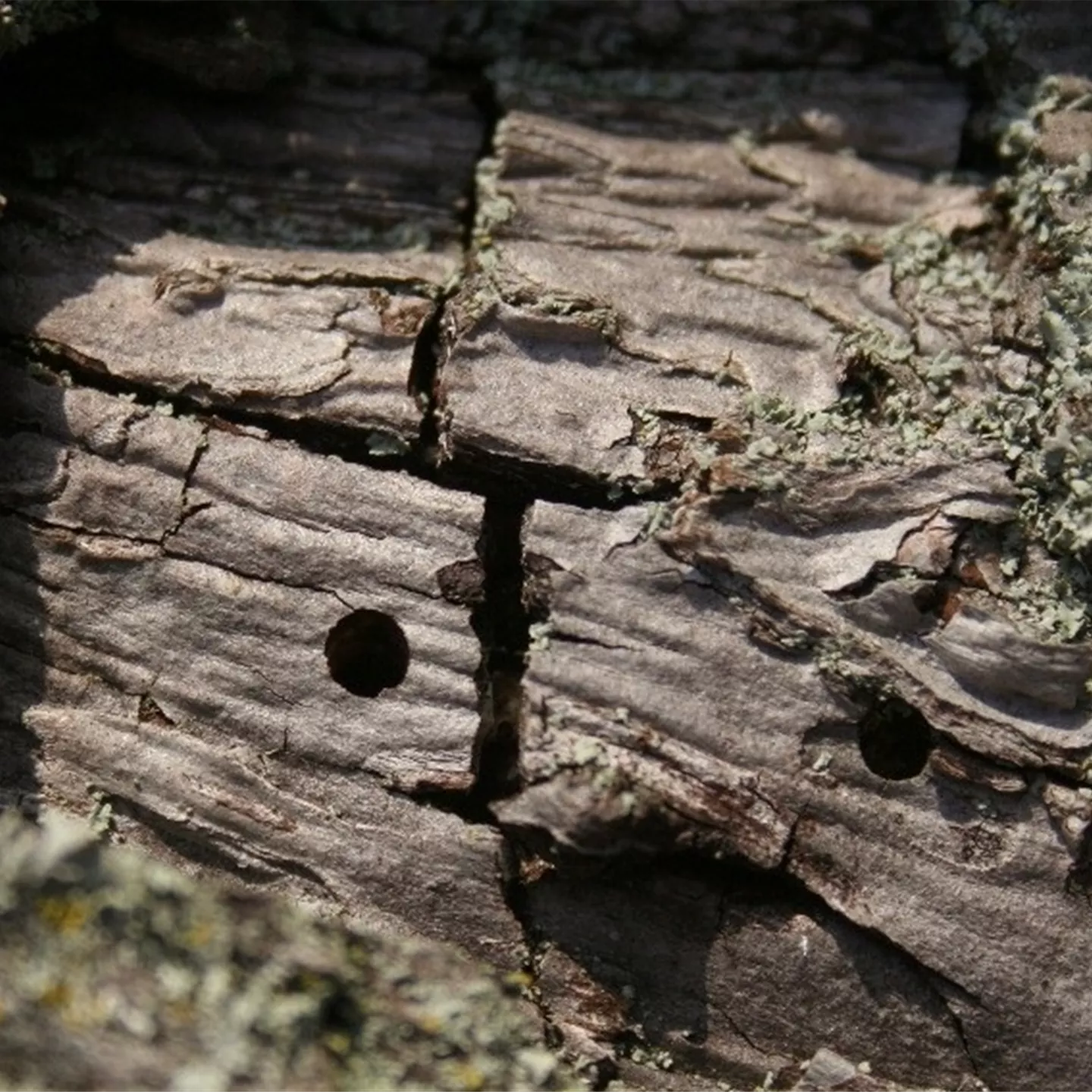 Birnbaumprachtkäfer