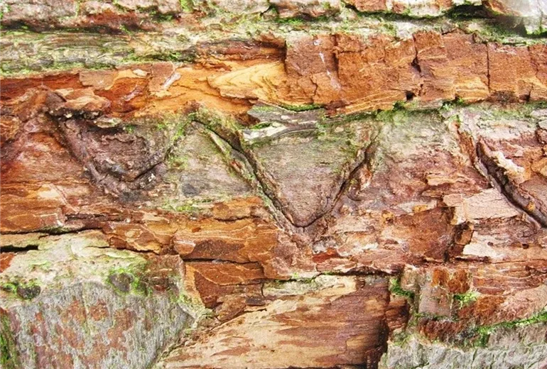 Birnenprachtkaeferschadbild1-800x600