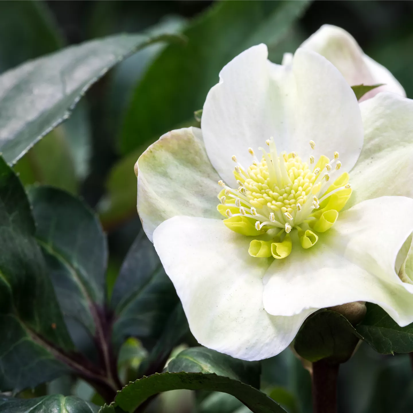 Auch im Winter nicht auf blühende Pflanzen verzichten!