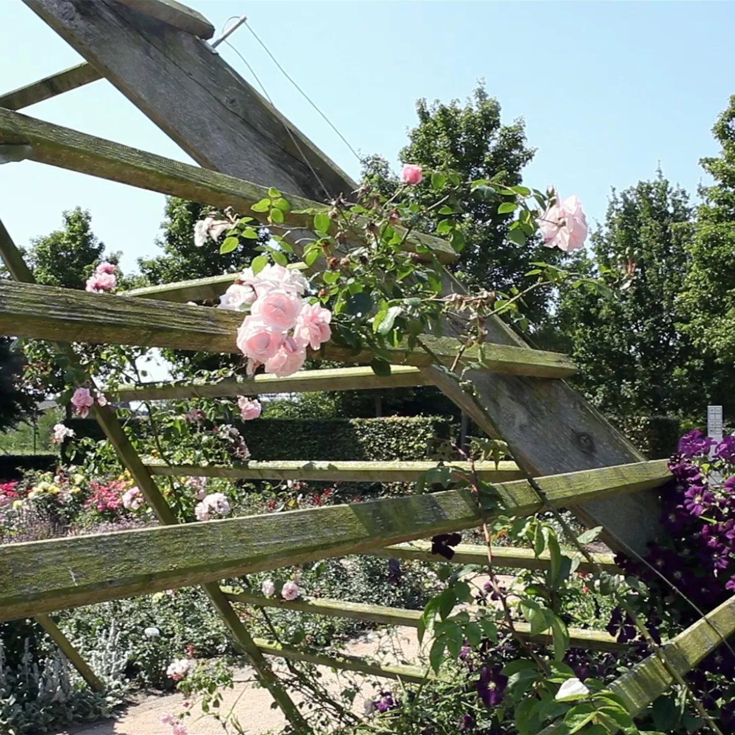 Gartengestaltung - Rosengarten