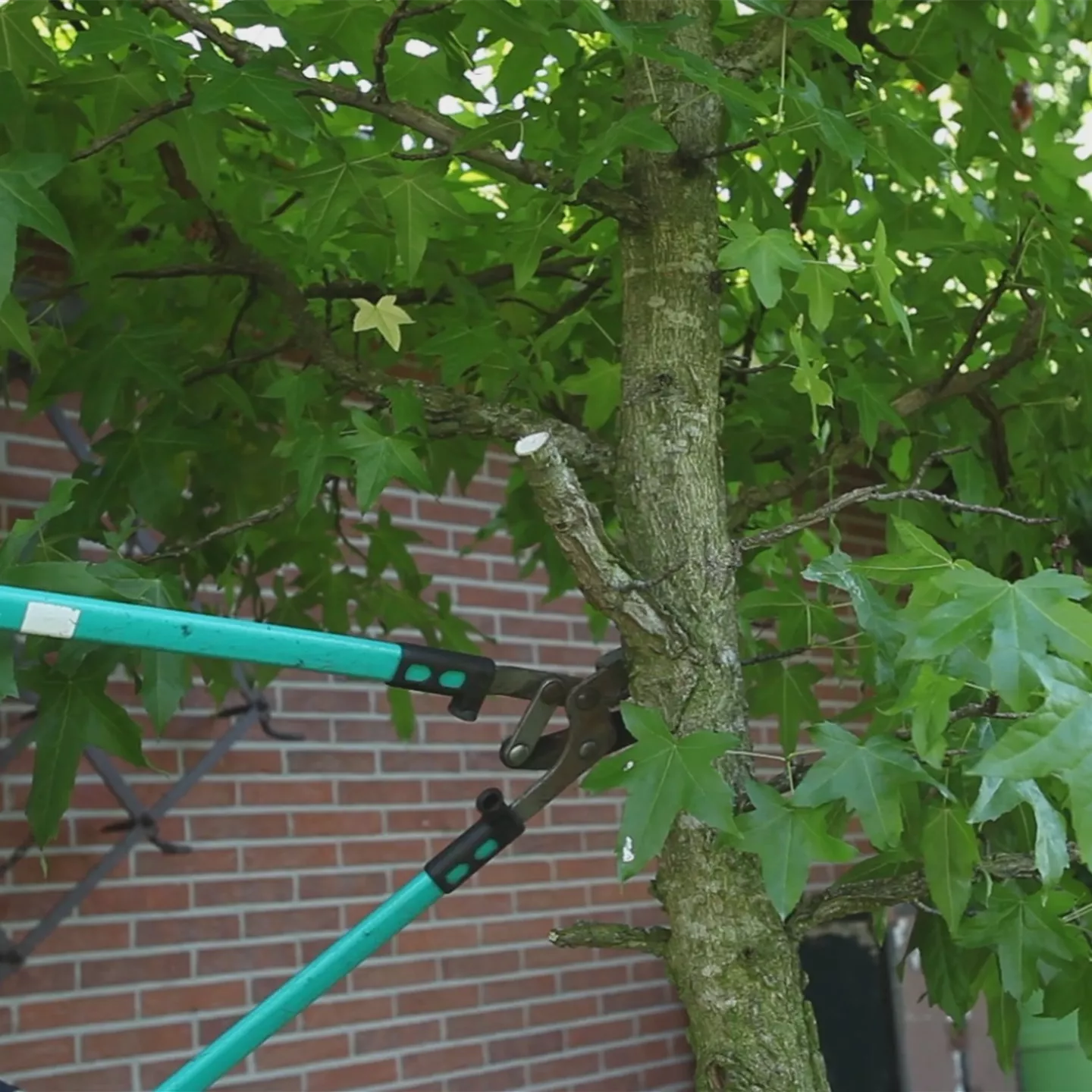 Laubgehölz - Zurückschneiden im Herbst