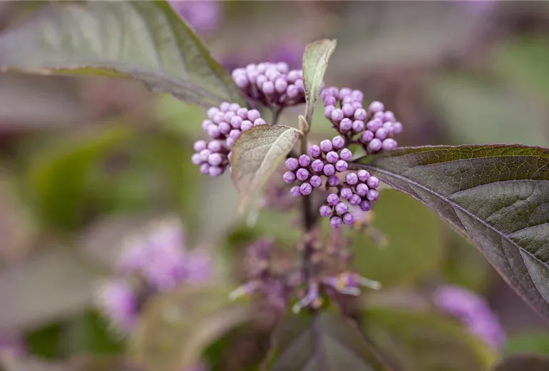 Callicarpa bodinieri var. giraldii 'Profusion'
