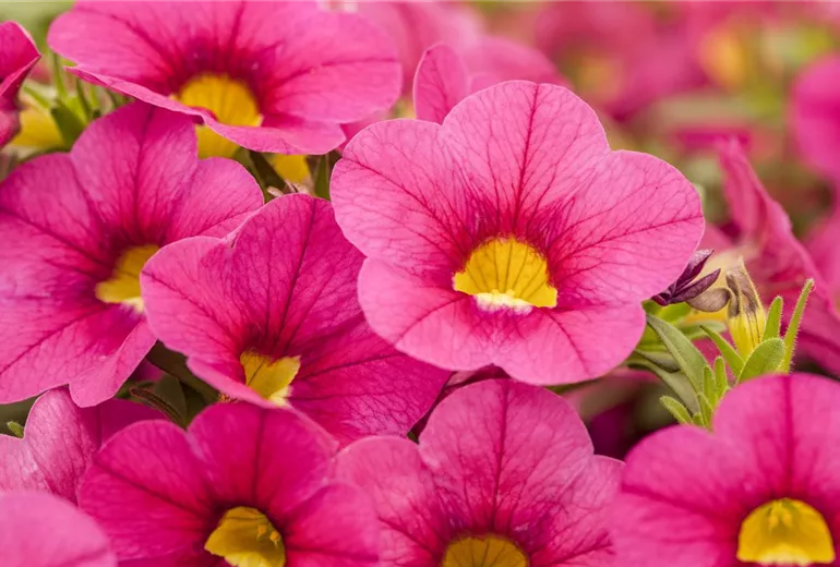 Calibrachoa Calitastic™