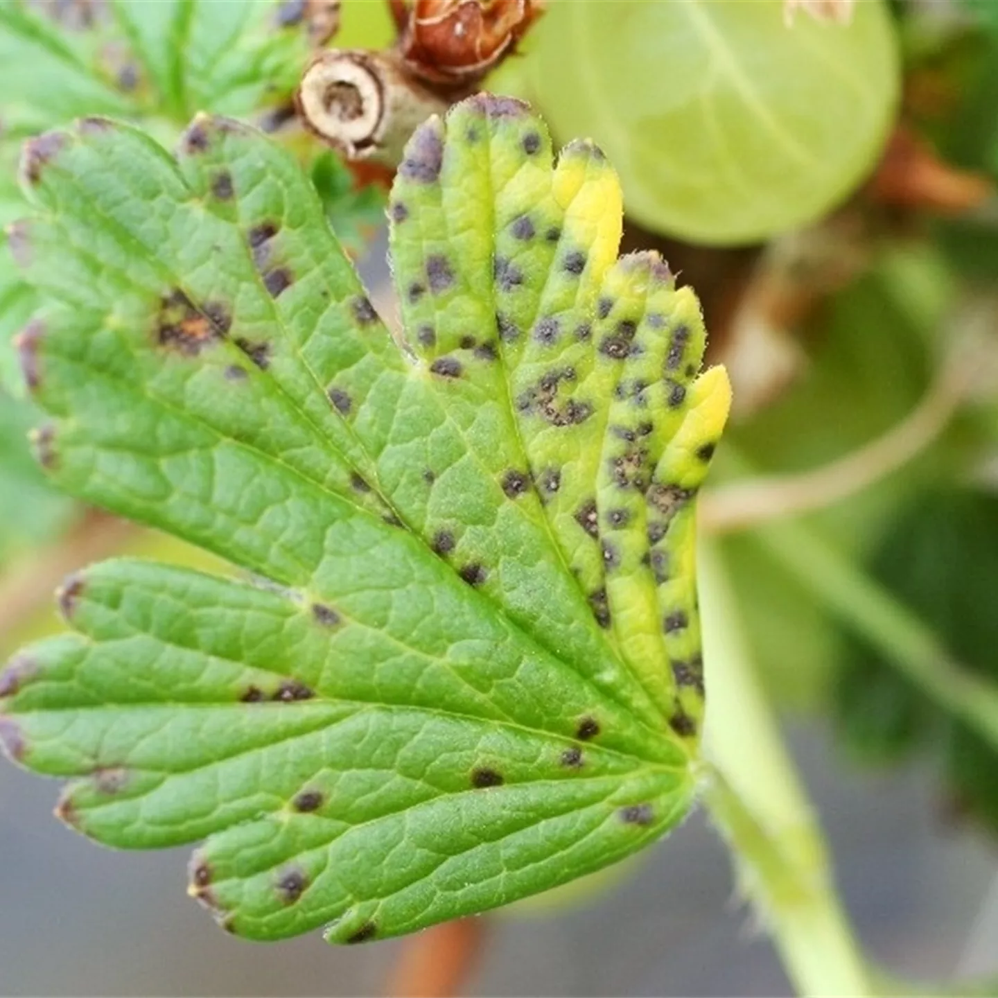 Blattfallkrankheit bei Stachelbeeren