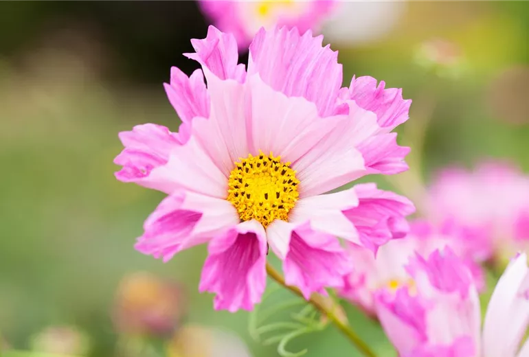 Cosmos bipinnatus 'Double Click'