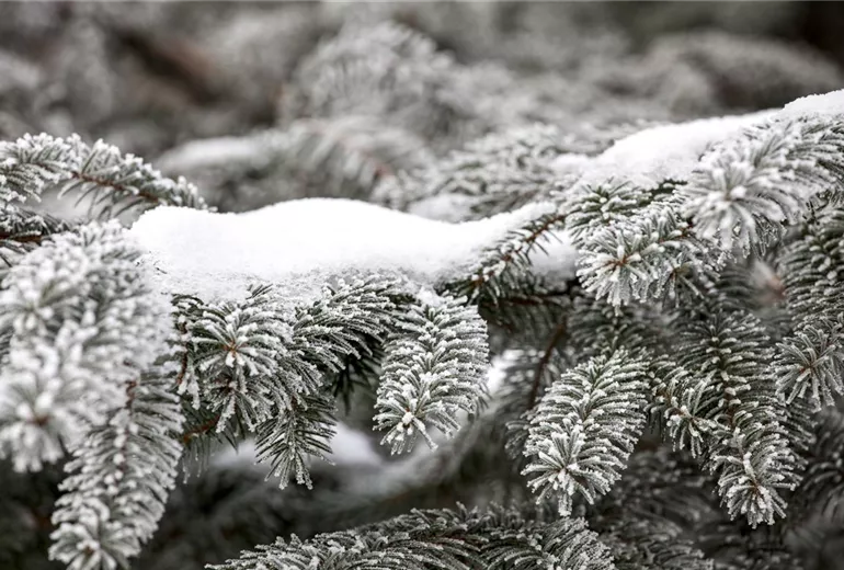 Abies nordmanniana