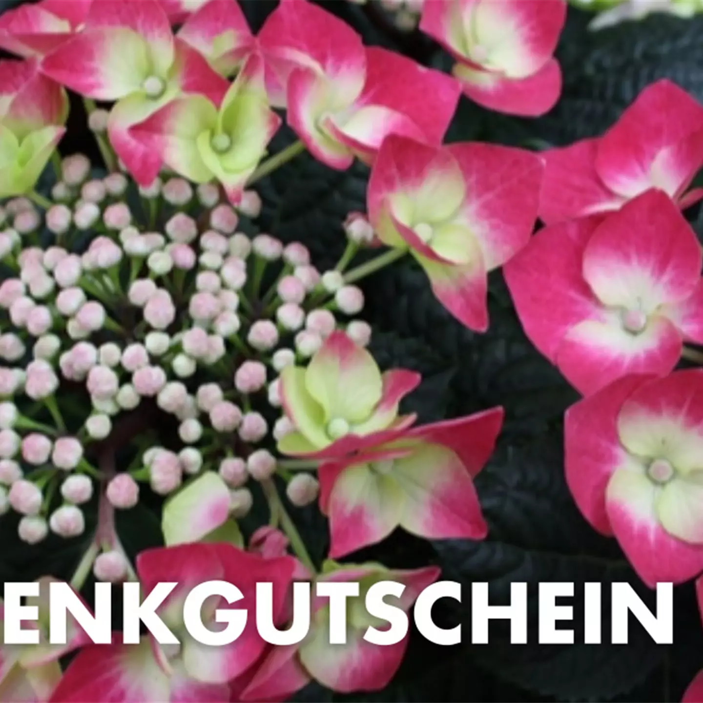 Individueller Gutschein