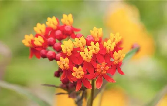 Seidenpflanze - Einpflanzen im Garten Seidenpflanze - Einpflanzen im Garten