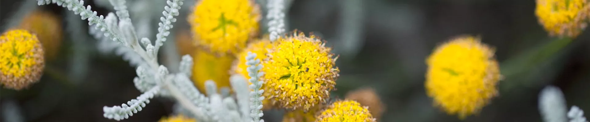Heiligenkraut - Einpflanzen im Garten (thumbnail)