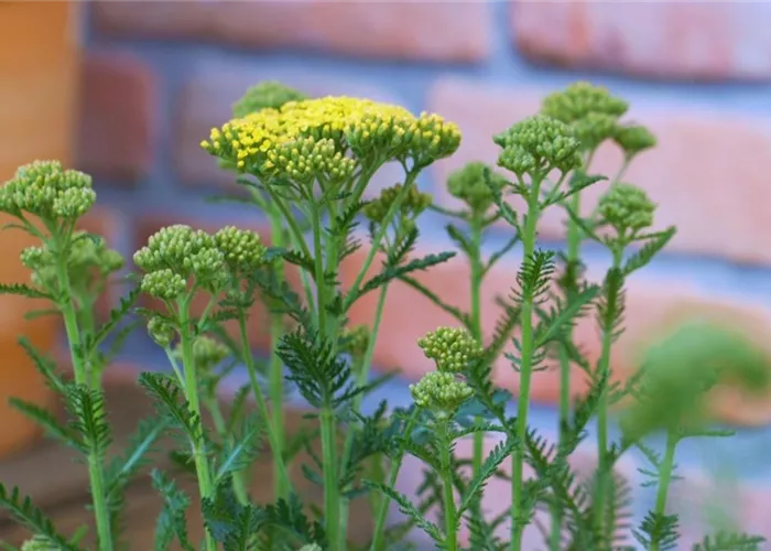 Schafgarbe - Einpflanzen im Garten (gelb)